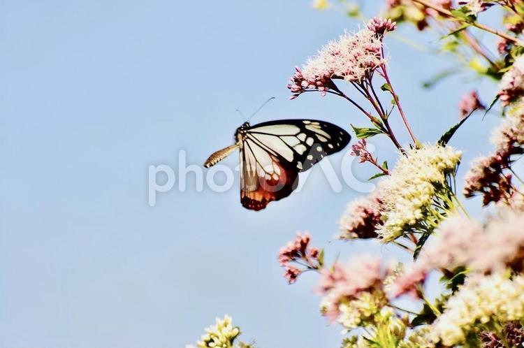 フジバカマのそばで羽ばたくアサギマダラ アサギマダラ,フジバカマ,羽ばたくの写真素材