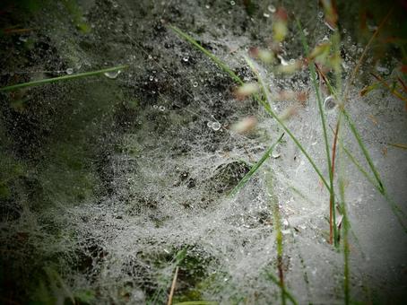 朝露に濡れる蜘蛛の巣 朝露に濡れる蜘蛛の巣 朝,露,濡れるの写真素材