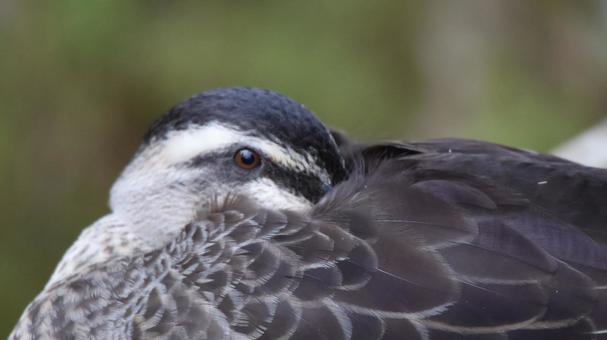 カルガモ(睡眠中) カルガモ(睡眠中) カルガモ,鳥,自然の写真素材