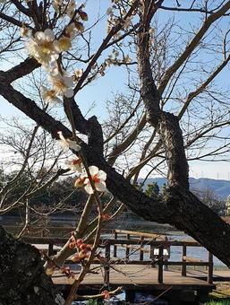真っ白な梅の花 真っ白な梅の花の写真