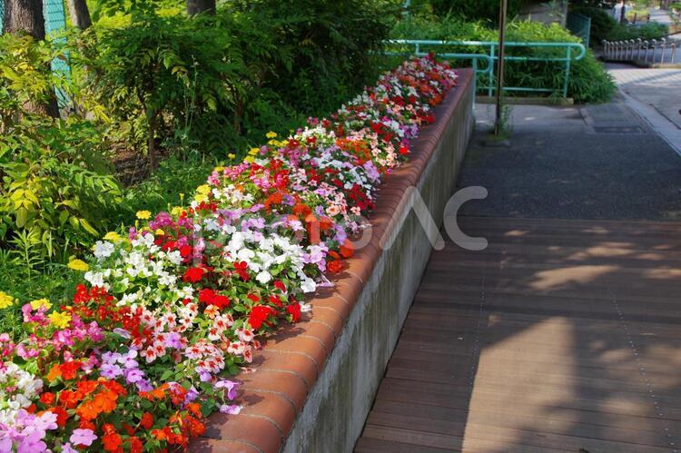 港南公園の花壇 港南公園,公園,遊歩道の写真素材