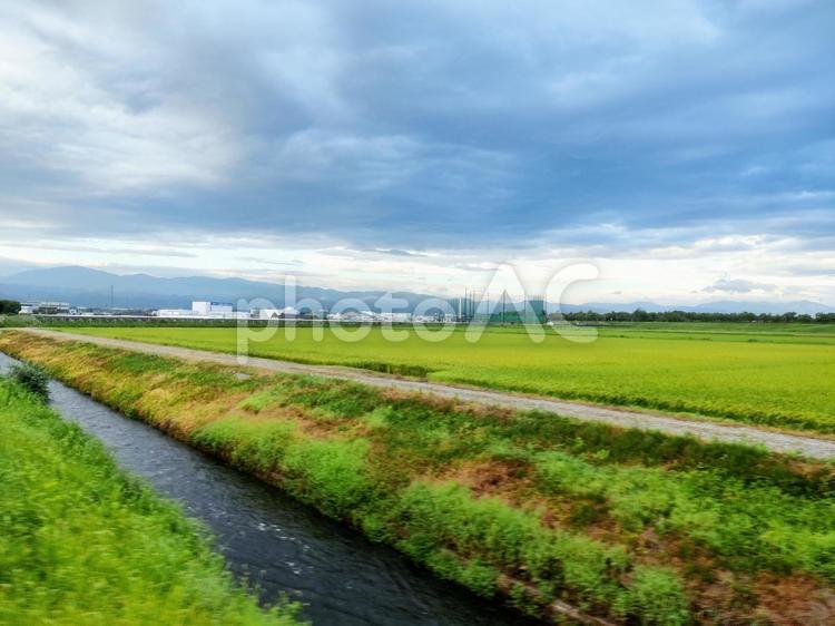 初夏の田園風景 田んぼ,伸びゆく,景色の写真素材
