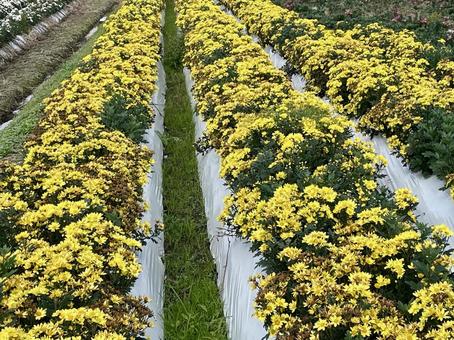 奈良　小菊畑 平群の小菊,平群,へぐりの写真素材