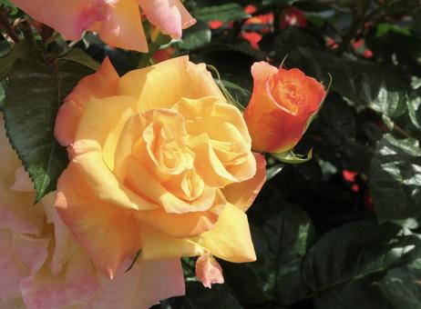 Two-tone roses, JPG Two-tone roses, JPG
