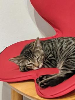 昼寝する子猫 昼寝する子猫の写真