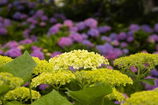 しっとりとした6月に似合う紫陽花 しっとりとした6月に似合う紫陽花の写真