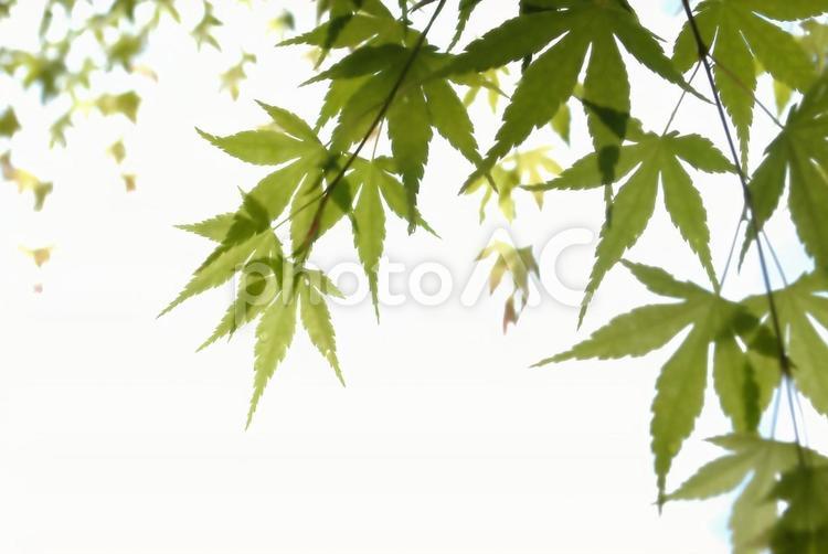 和風イメージ　青もみじ 和風素材,青もみじ,モミジの写真素材
