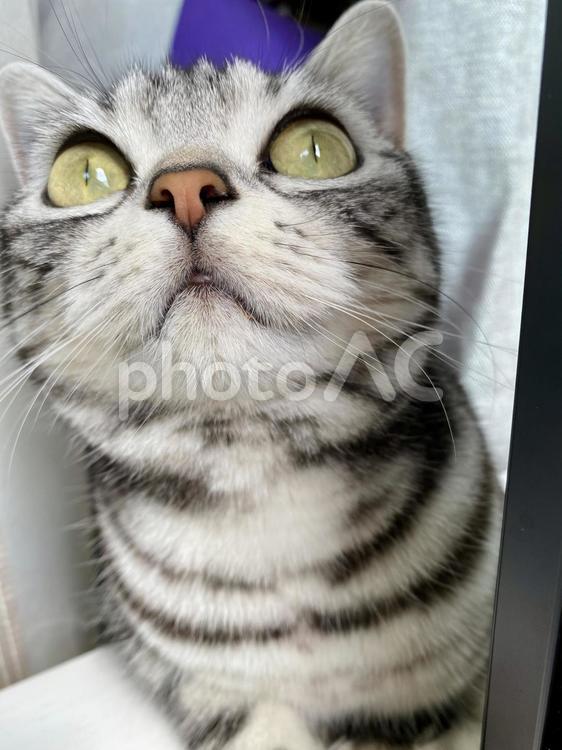 顔アップの猫ちゃん 顔面,猫,ドアップの写真素材