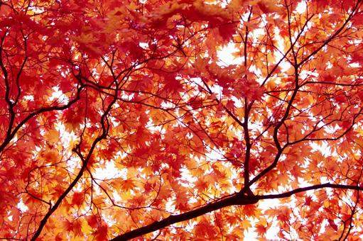 紅葉の枝 紅葉,葉,木の葉の写真素材