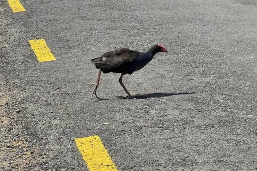 ニュージーランドの野生のプケコ、道路で セイケイ,オーストラリア,シドニーの写真素材