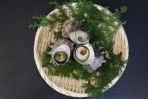 サザエ サザエ,貝,海産物の写真素材