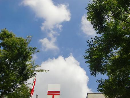 樹々と青空-6 樹々と青空-6 樹々,木,幹の写真素材