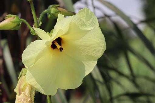 黄色い花びらのトロアオイの花のアップ 黄色い花びらのトロアオイの花のアップの写真