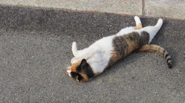真っ直ぐに伸びて転がるお茶目な三毛猫 三毛猫,猫,寝転ぶの写真素材