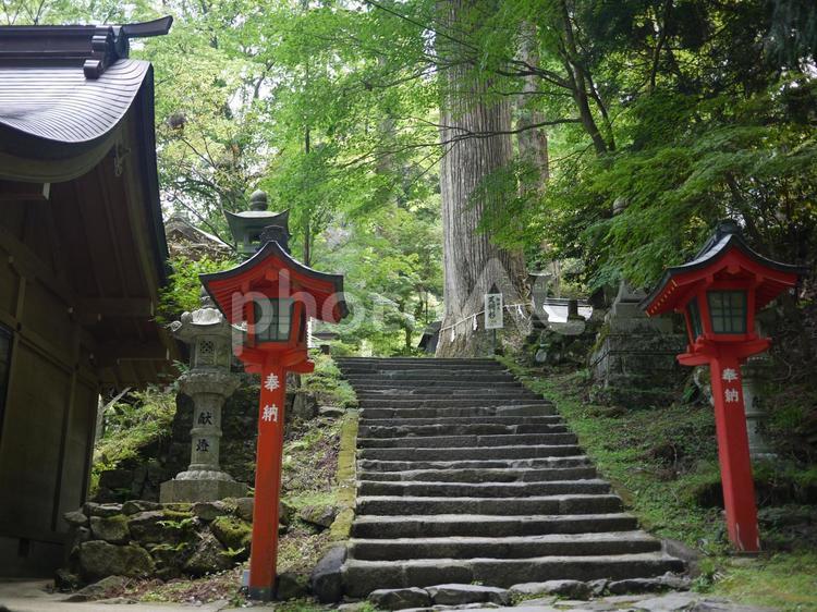 階段のある風景 田川の天狗杉（英彦山 高住神社） 階段,大木,参道の写真素材