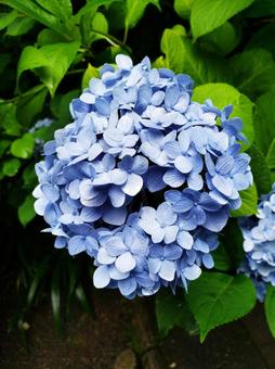 紫陽花　青の写真