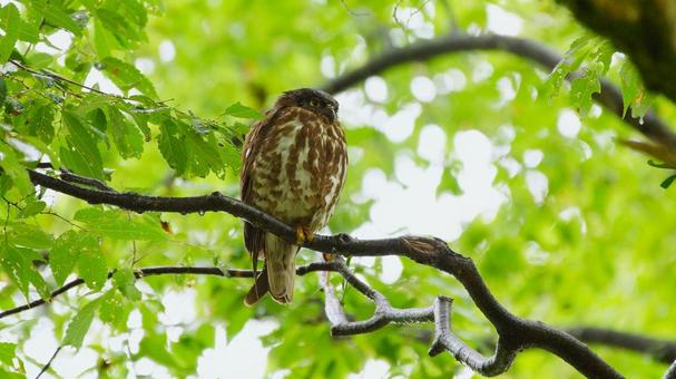 野生のアオバズク 野鳥,鳥,野生の写真素材