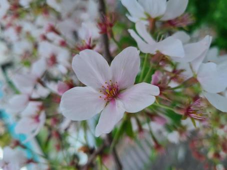 桜 桜の写真