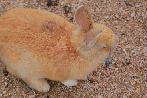 ウサギの赤ちゃん ウサギの赤ちゃん うさぎ,ウサギ,兎の写真素材