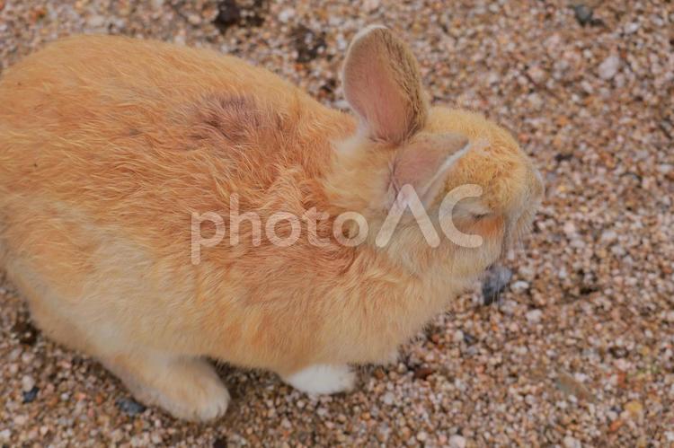 ウサギの赤ちゃん うさぎ,ウサギ,兎の写真素材