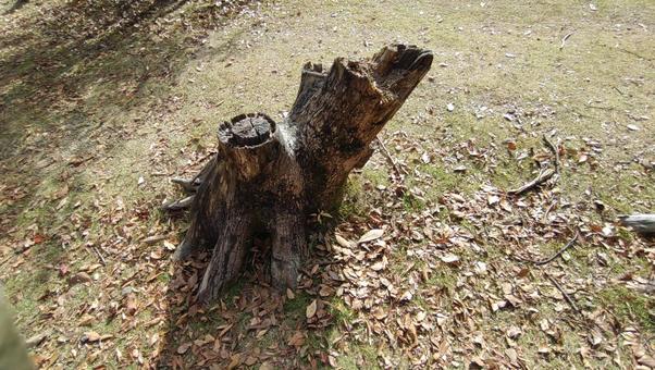切り株 切り株,落ち葉,芝の写真素材
