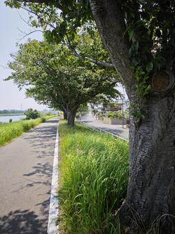新緑の並木道と木漏れ日 自然,風景,景色の写真素材