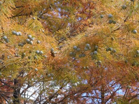 秋の色 兵庫県,三田市,紅葉の写真素材