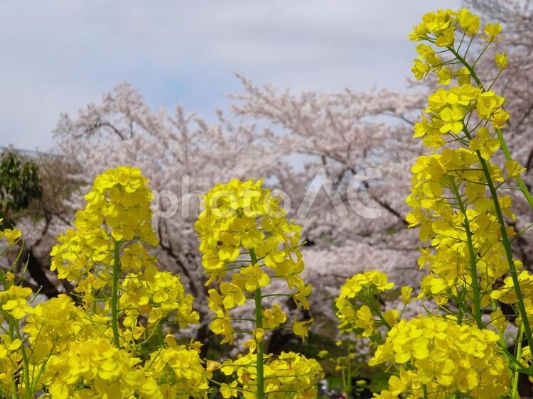 菜の花と桜 桜,桜の花,菜の花の写真素材