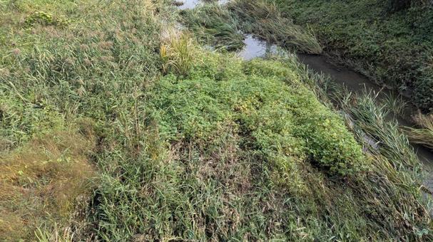 川の草むらの写真