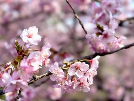 早春 河津桜 早春 河津桜 早春,河津桜,桜の写真素材