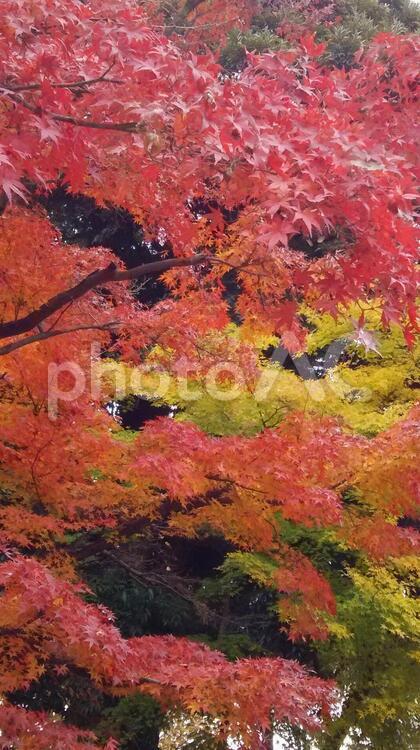秋   紅葉   自然  木  季節 秋,葉,季節の写真素材