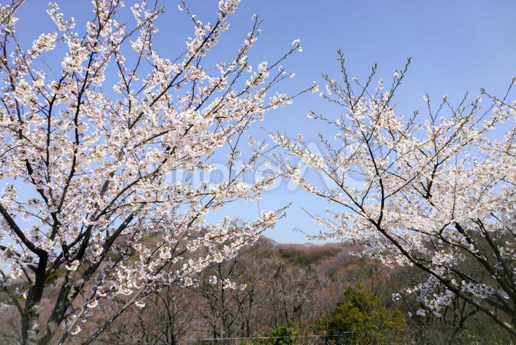 桜の木 桜,木,春の写真素材