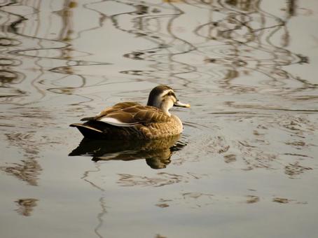 Spot-billed ducks swimming in the river early in the morning, JPG