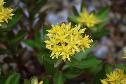 黄色い花びらのキリンソウの花のアップ 黄色い花びらのキリンソウの花のアップの写真