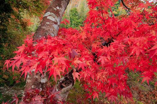 養老渓谷 養老渓谷,粟又の滝,滝の写真素材