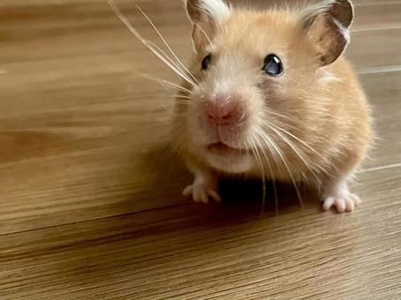 こちらを見ているハムスター 小動物,ハムスター,齧歯目の写真素材