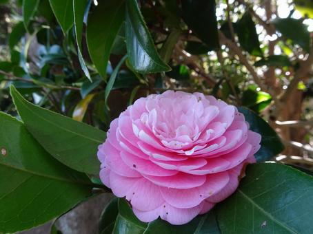 花 花の写真