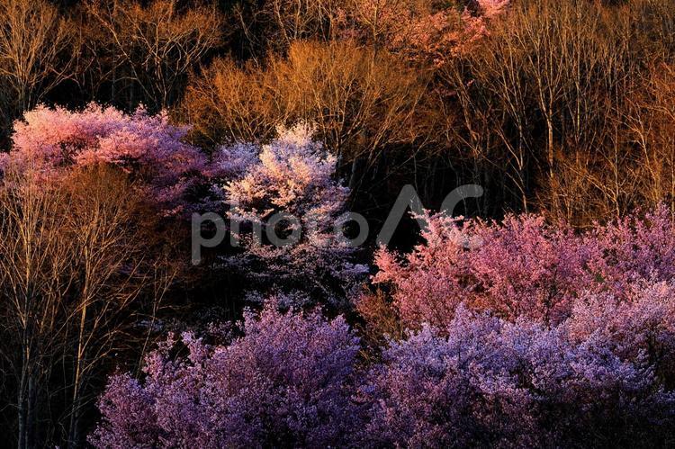 朝日に輝くさくらたち 山桜,朝日,太陽の写真素材