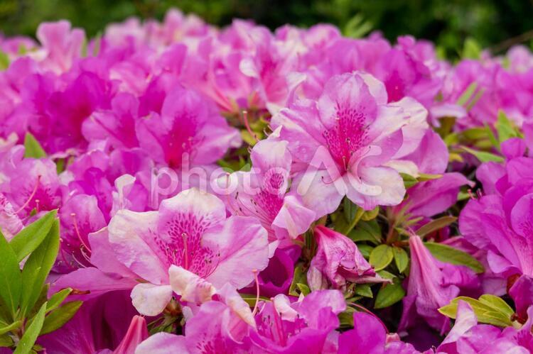ツツジ ツツジ,花,植物の写真素材