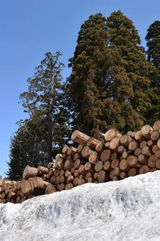 切り出された杉の丸太 降雪風景 杉の丸太,丸太,杉の木の写真素材