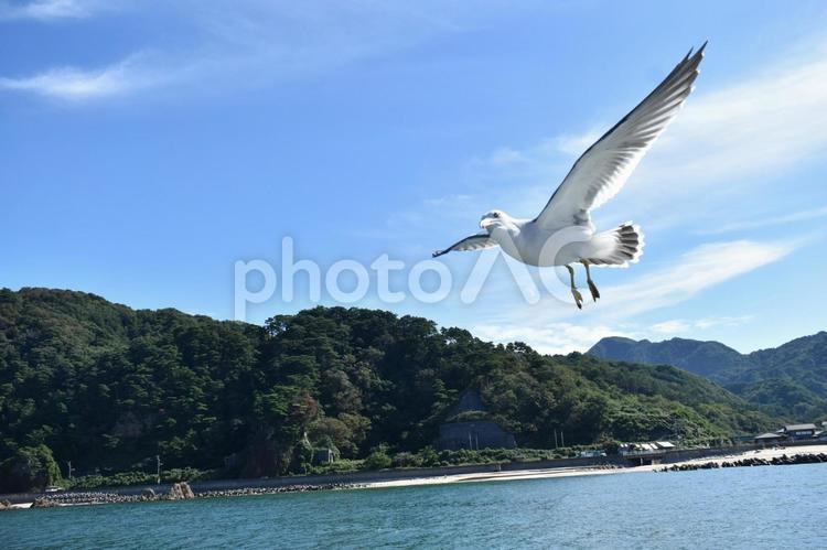 海上を悠々と滑空している海鳥 カモメ,ウミネコ,鳥の写真素材
