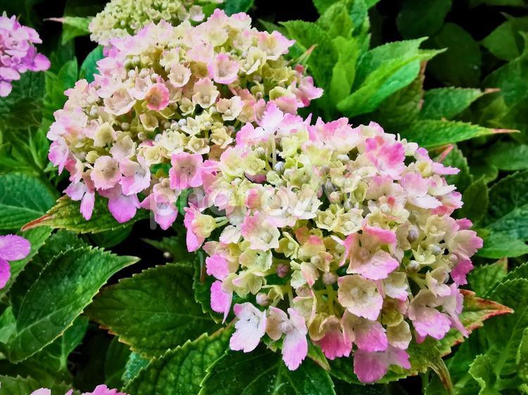 紫陽花 紫陽花,あじさい,アジサイの写真素材
