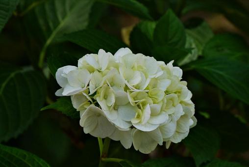 White hydrangea, JPG White hydrangea, JPG