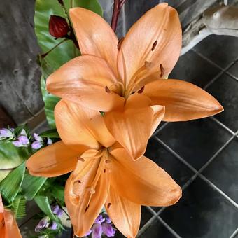 花★百合（オレンジリリー） 花,百合,オレンジリリーの写真素材