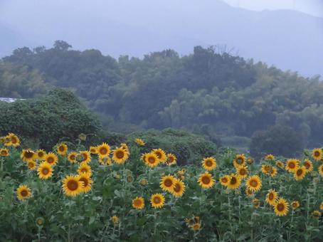ひまわり畑(背景は山) ひまわり畑(背景は山)の写真