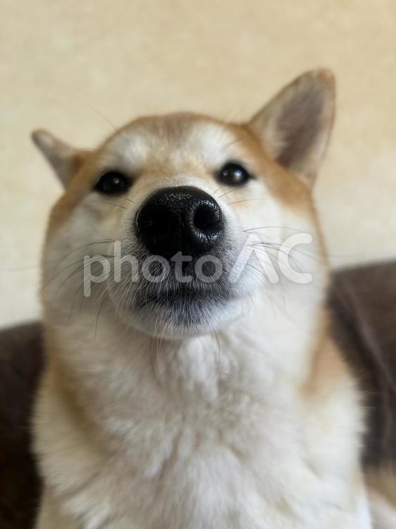 柴犬との会話 柴犬,犬,生き物の写真素材
