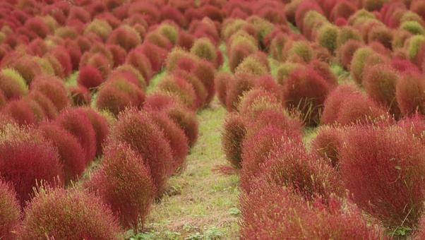 海辺の赤い絨毯 海辺の赤い絨毯 コキア,秋,自然の写真素材