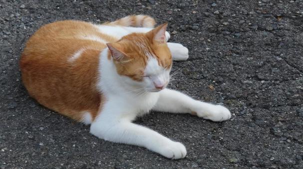 もふもふであざと可愛い茶白の眠り猫の写真