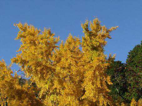 イチョウ イチョウ,秋,自然の写真素材