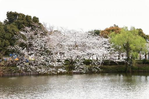 Photo, cherry blossoms, bloom, flower, 